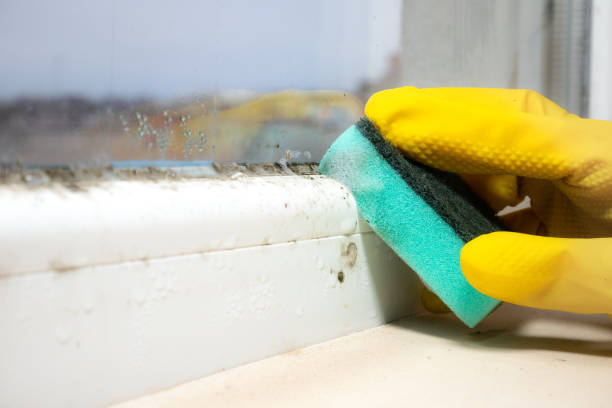 Best DIY Mold Remediation Support Services in Lakeland, GA