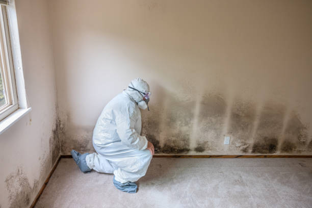 Best Basement Mold Remediation in Lakeland, GA