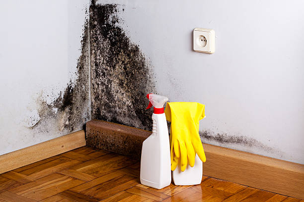 Best Post-Flood Mold Remediation in Lakeland, GA