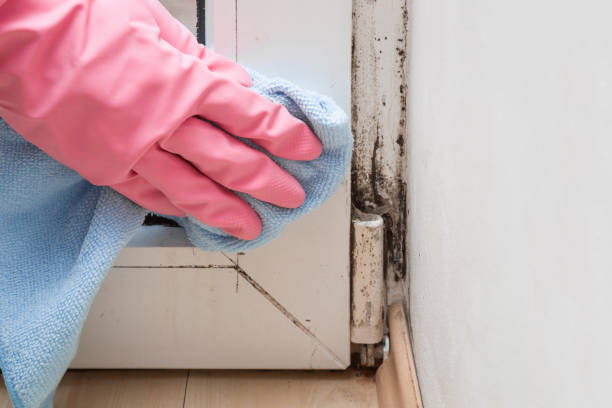 Best Kitchen Mold Remediation in Lakeland, GA